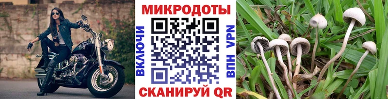 Псилоцибиновые грибы Psilocybe  Купить где  Торопец 